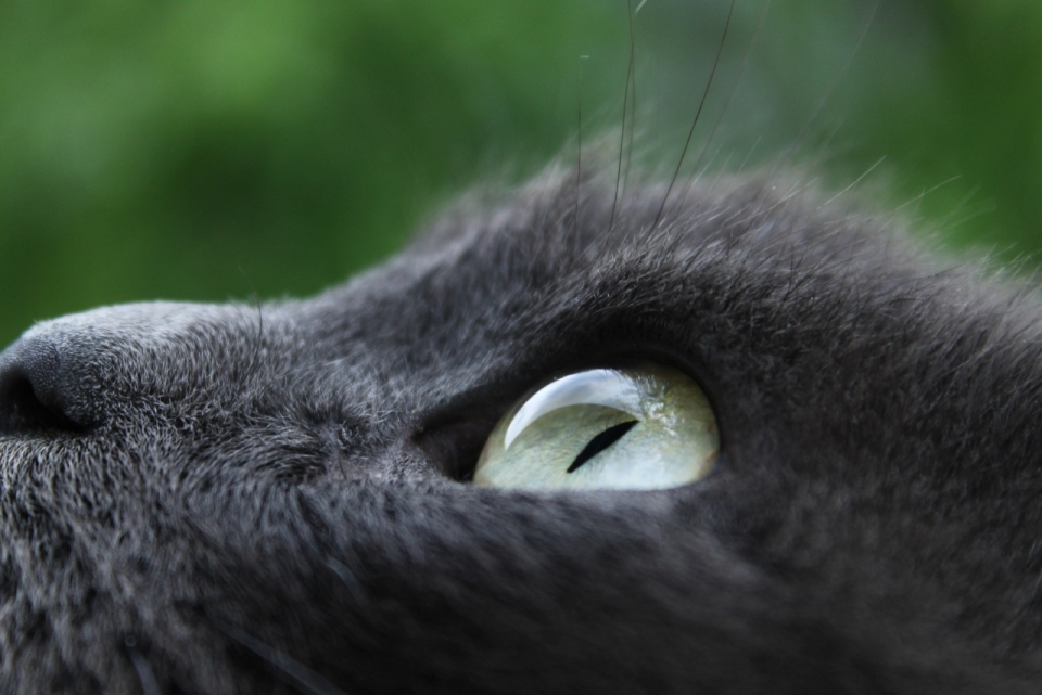 虚化背景户外黑色宠物猫眼睛特写