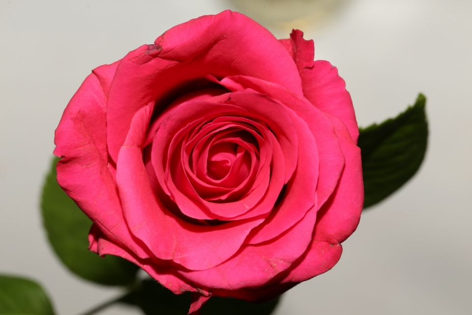 虚化背景粉色花朵玫瑰自然植物