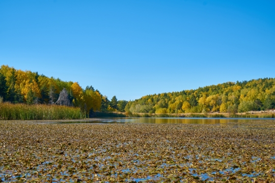 秋天蓝色天空黄色树木树林