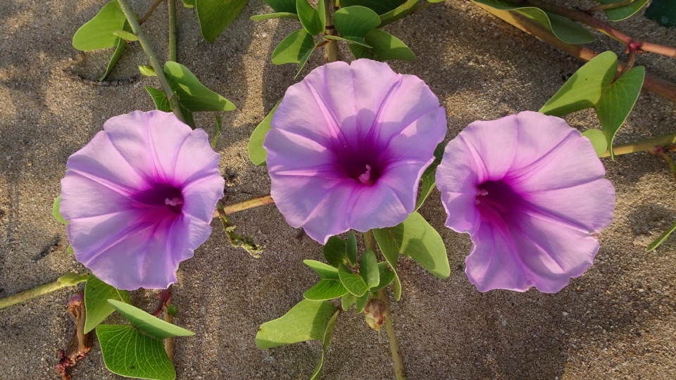 矮牵牛花高清桌面壁纸