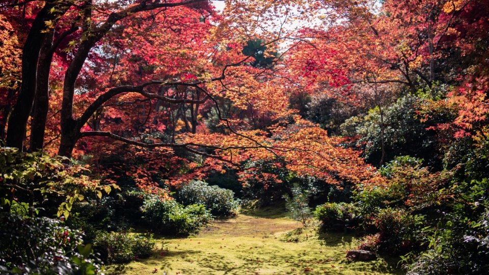 秋天秋季枫树枫叶美景自然风光高清桌面壁纸