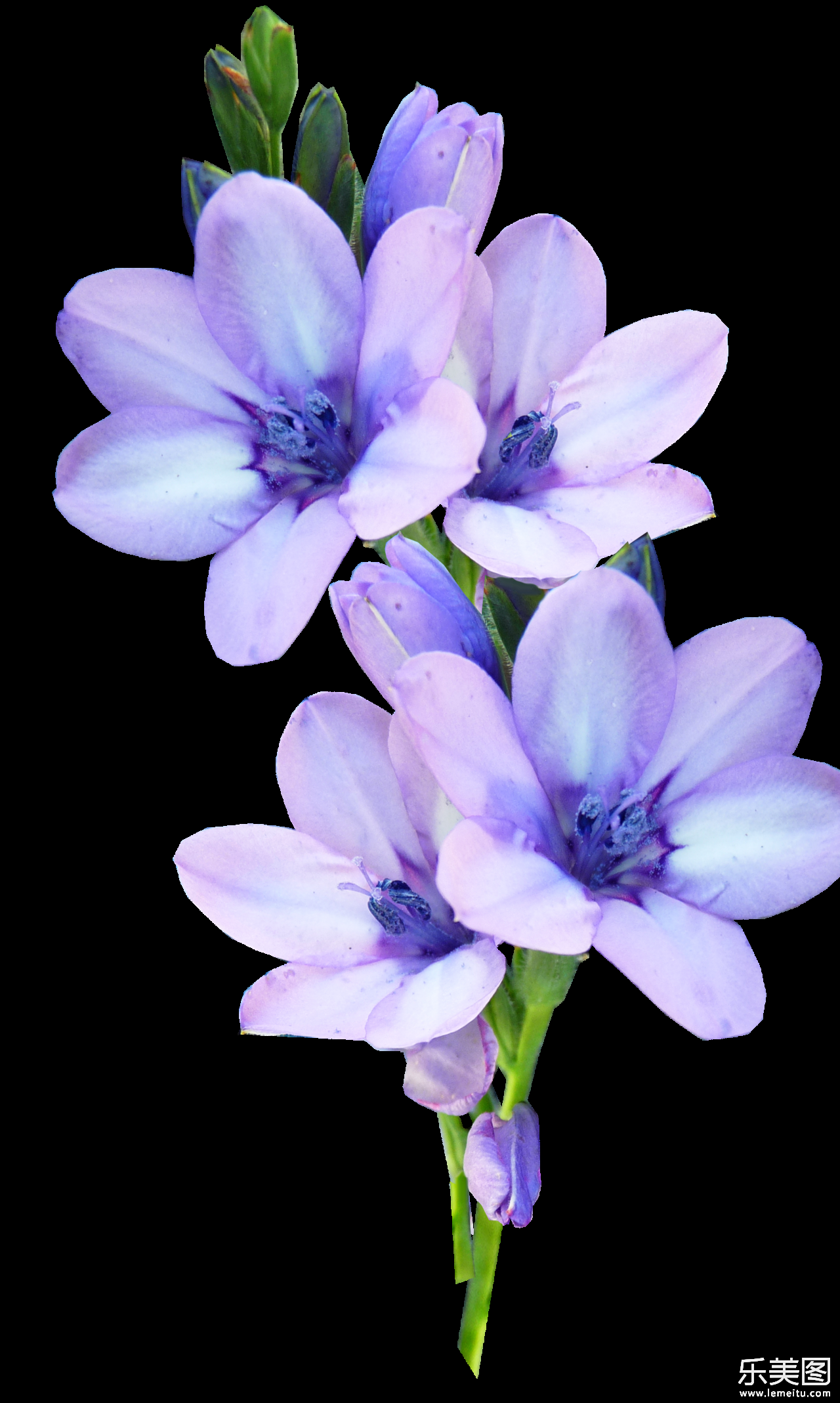 白色背景前一株美丽的紫罗兰花朵