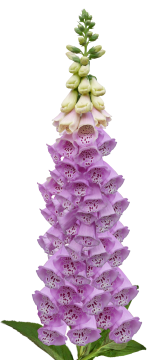 花朵文艺清新壁纸高清紫色白色