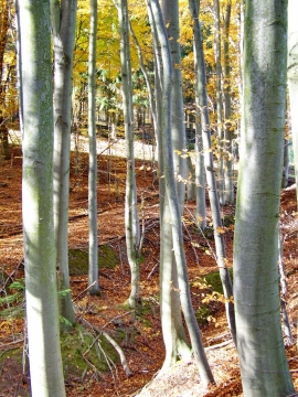 温暖阳光照耀自然户外森林树木