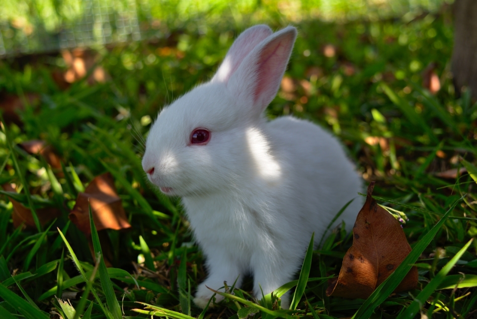 户外自然落叶绿色草坪可爱白色兔子