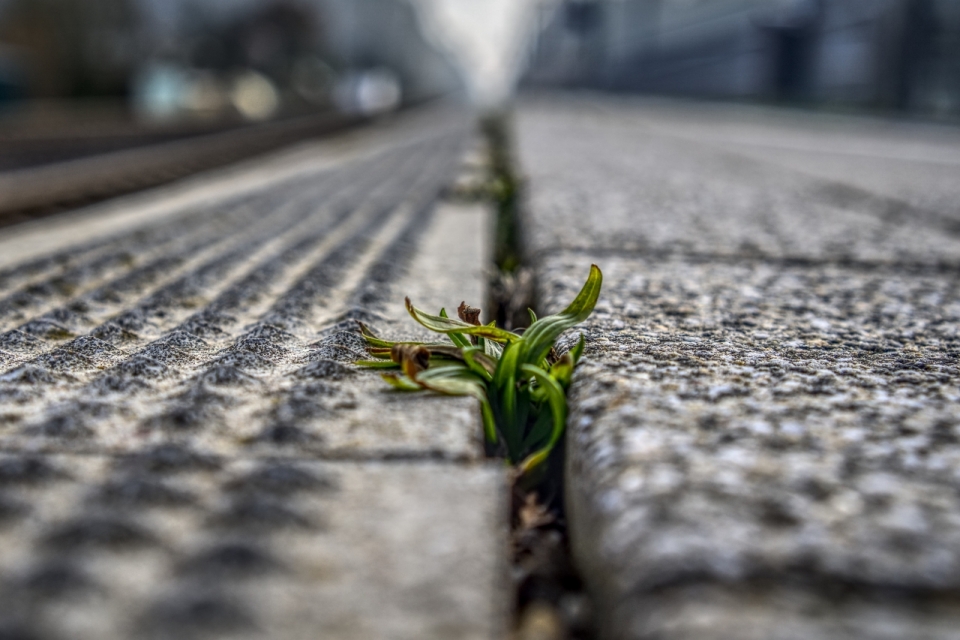 石砖路面缝隙中顽强的小草高清图片下载_生物植物图片_乐美图网