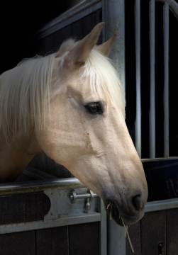 马厩内吃草白色马动物