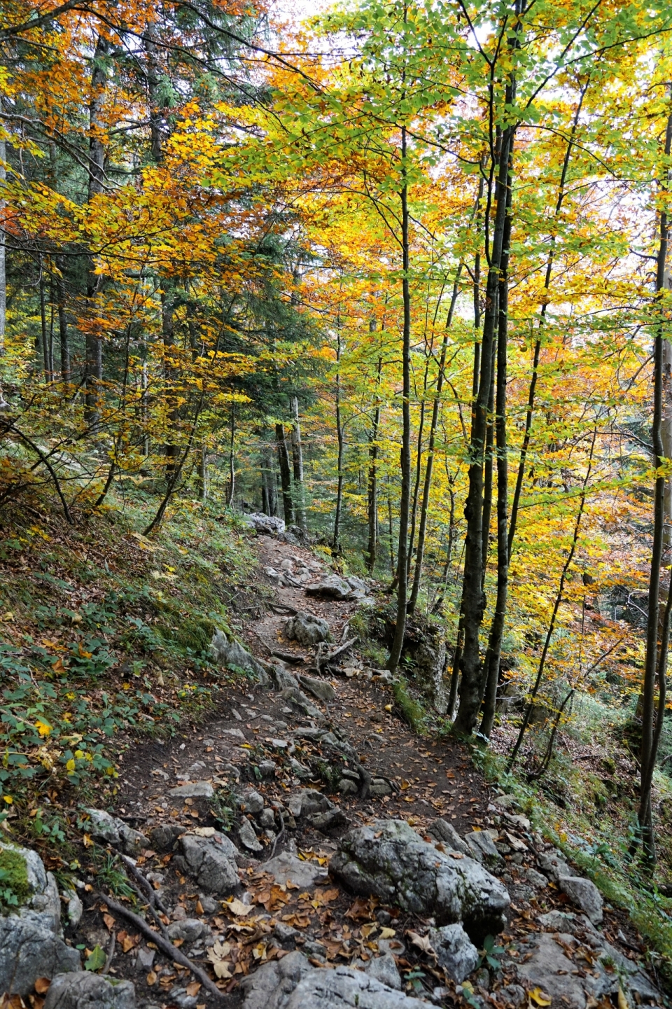 秋天山林中树木和山路