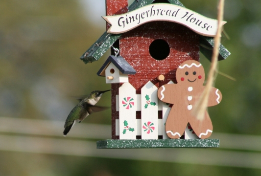 户外手工木制鸟屋高清特写