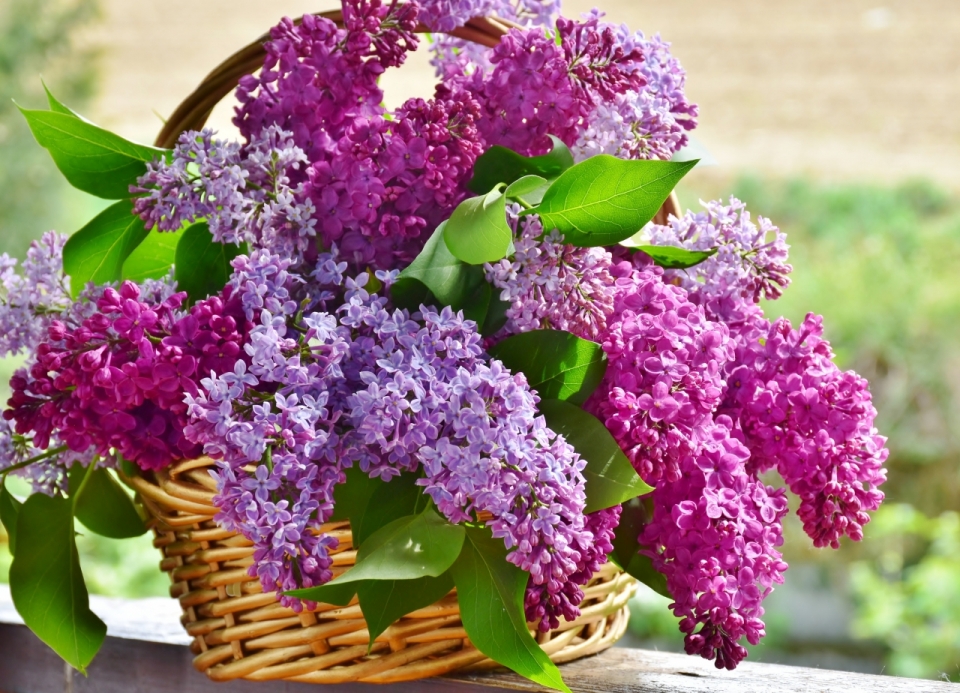 阳台栏杆摆放紫色花篮植物美景