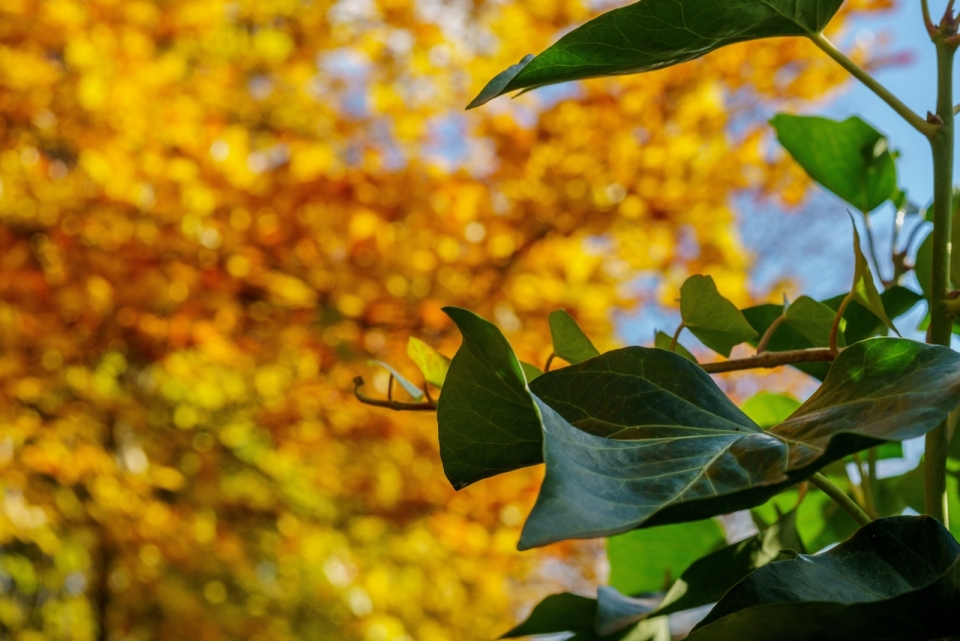秋天黄色树叶树木前绿色叶子植物