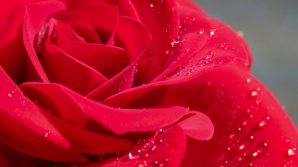红玫瑰高清桌面壁纸