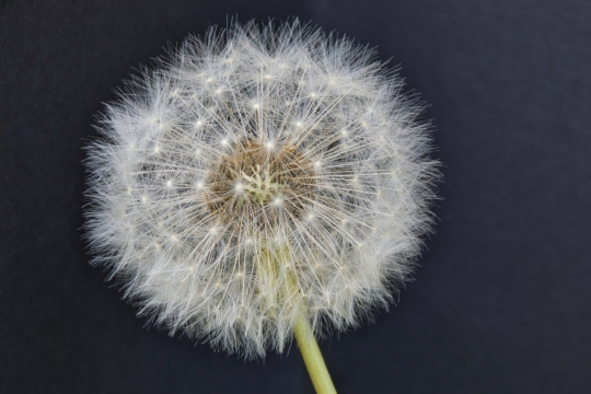 微距摄影_黑色背景绿色枝干白色蒲公英植物