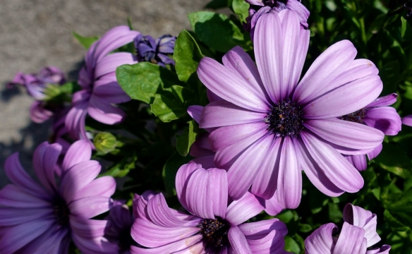 阳光户外自然紫色花朵绿色叶子植物