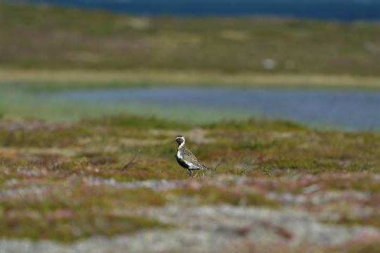 虚化背景户外野生鸟类动物