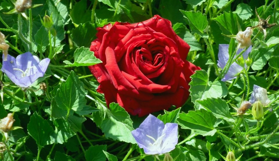 阳光户外自然红色花朵玫瑰植物