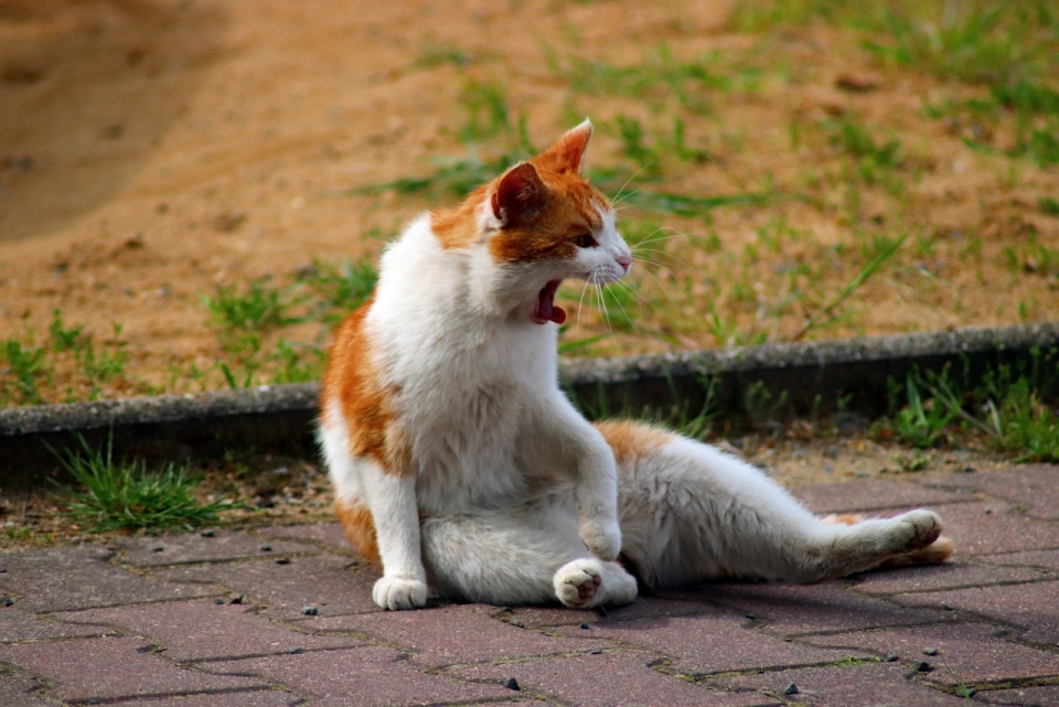 坐户外石砖地面打哈欠可爱宠物猫