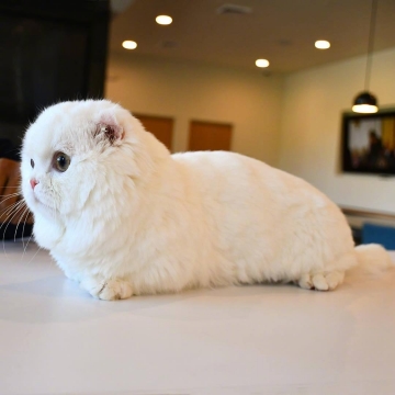 唯美可爱小猫图片