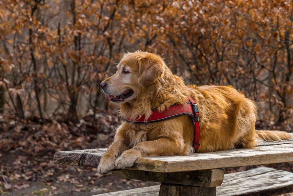 秋天自然公园木制长椅长毛宠物狗