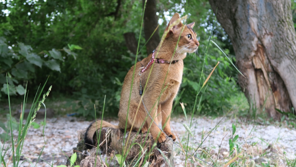 阿比西尼亚猫高清桌面壁纸