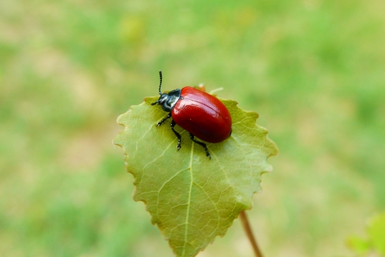 户外自然植物绿色叶子红色昆虫