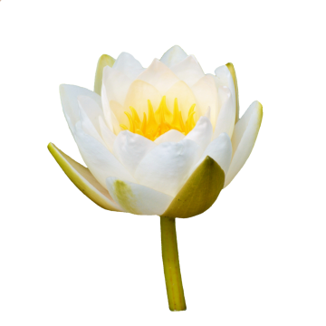 白色背景前未完全开放的雪白睡莲摄影