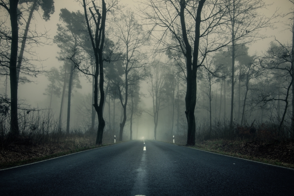 傍晚街边树林阴森雾气景观