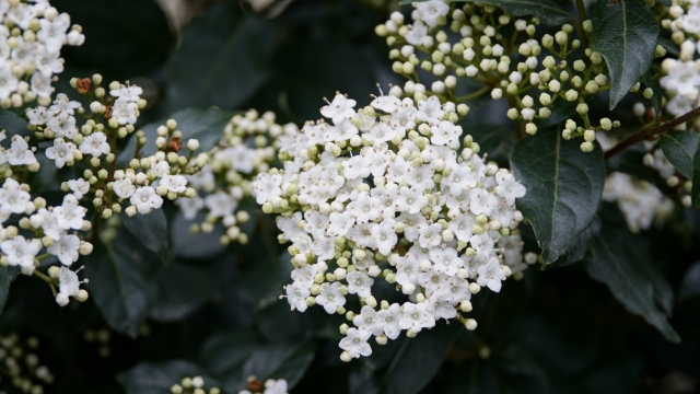 琼花高清桌面壁纸