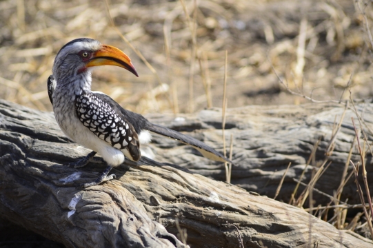站在荒野枯木上的南黄弯嘴犀鸟
