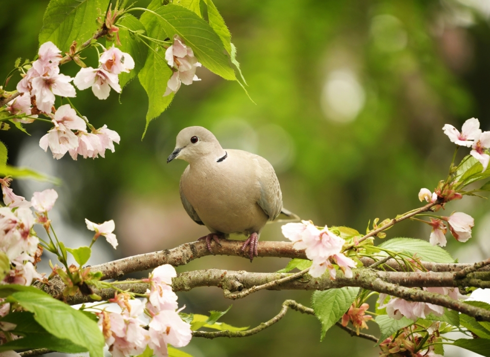 站在花朵盛开树枝上的小鸟
