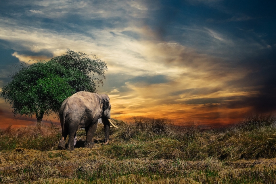 独自行走在草原上的大象