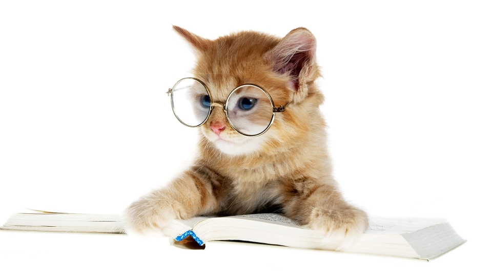 爱学习的小猫高清桌面壁纸