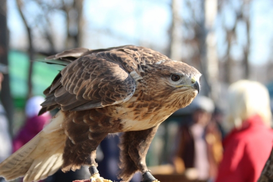 阳光城市街道老鹰鸟类动物