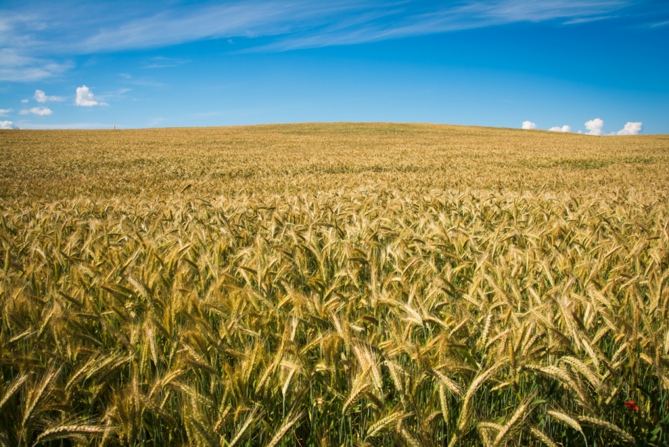 蓝天白云下金黄色的小麦田风景摄影