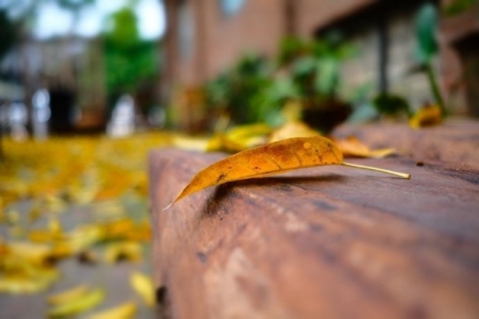 唯美伤感秋天写真图片