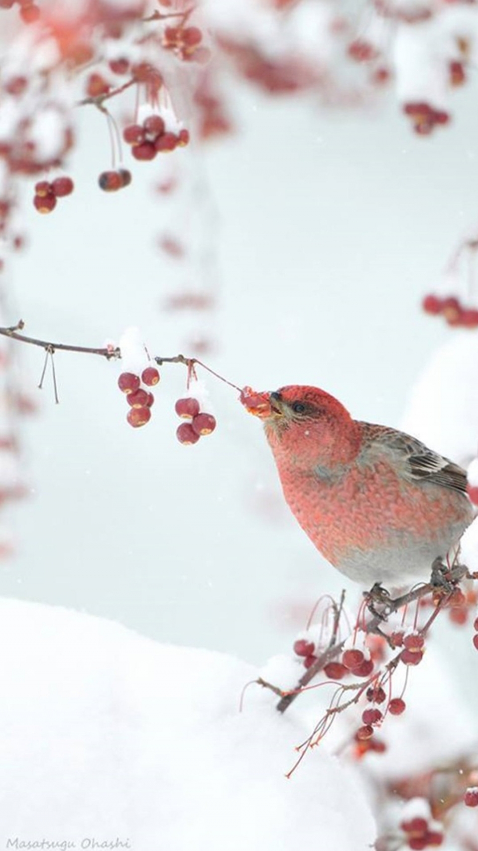 雪地里的野生动物写真