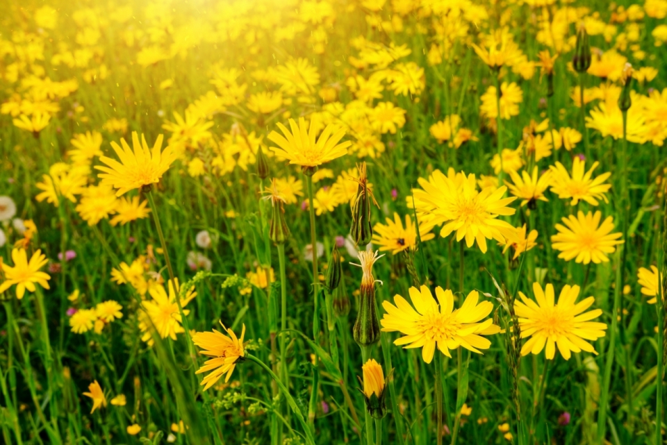 阳光户外自然黄色花朵绿色叶子植物