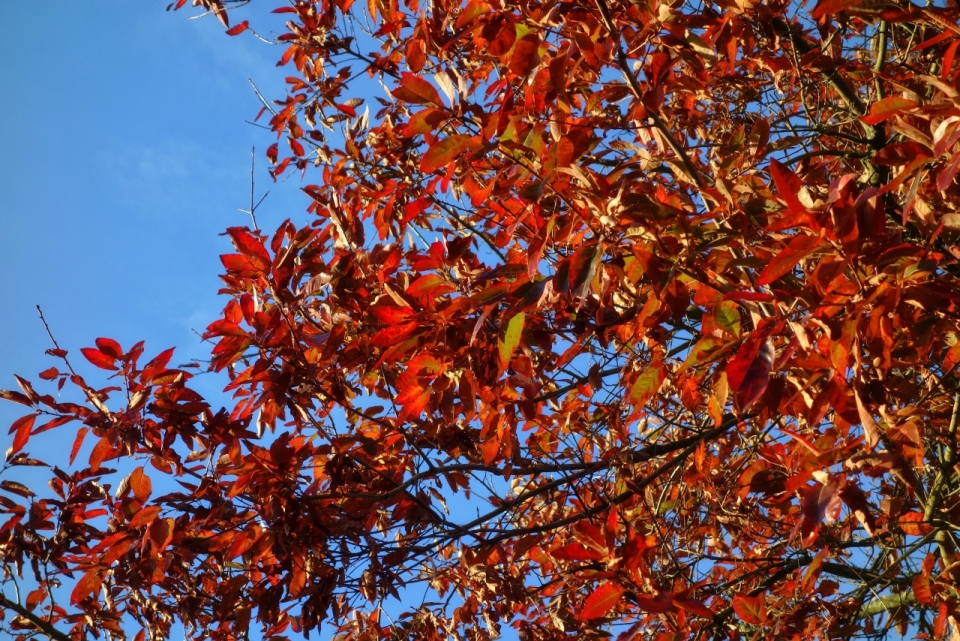 秋天枝头的红树叶特写摄影