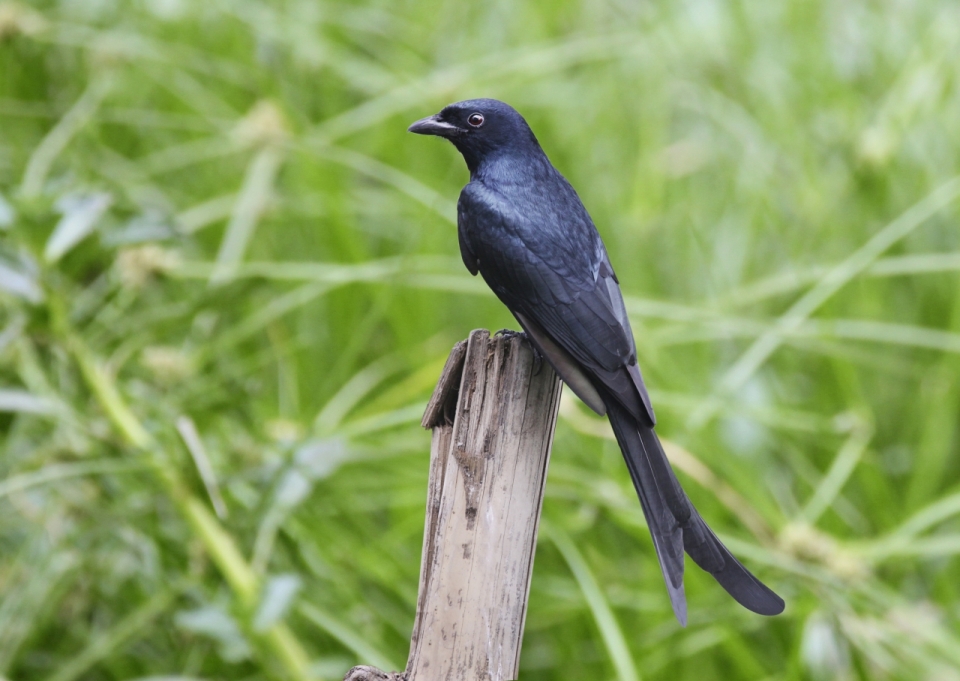 芦苇丛中站立在木桩上的黑色小鸟