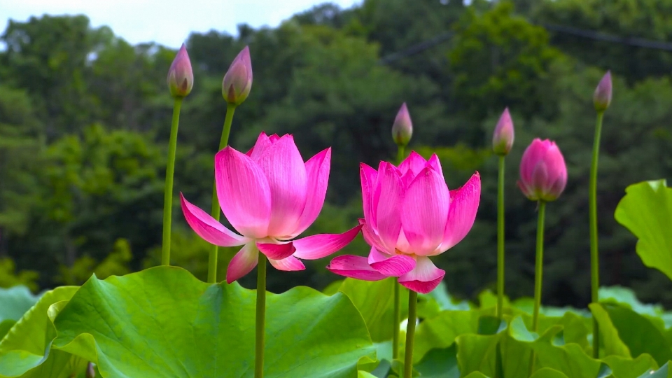 清新护眼荷花高清桌面壁纸