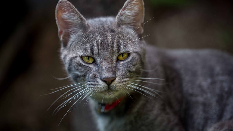 可爱的猫咪无水印电脑桌面壁纸