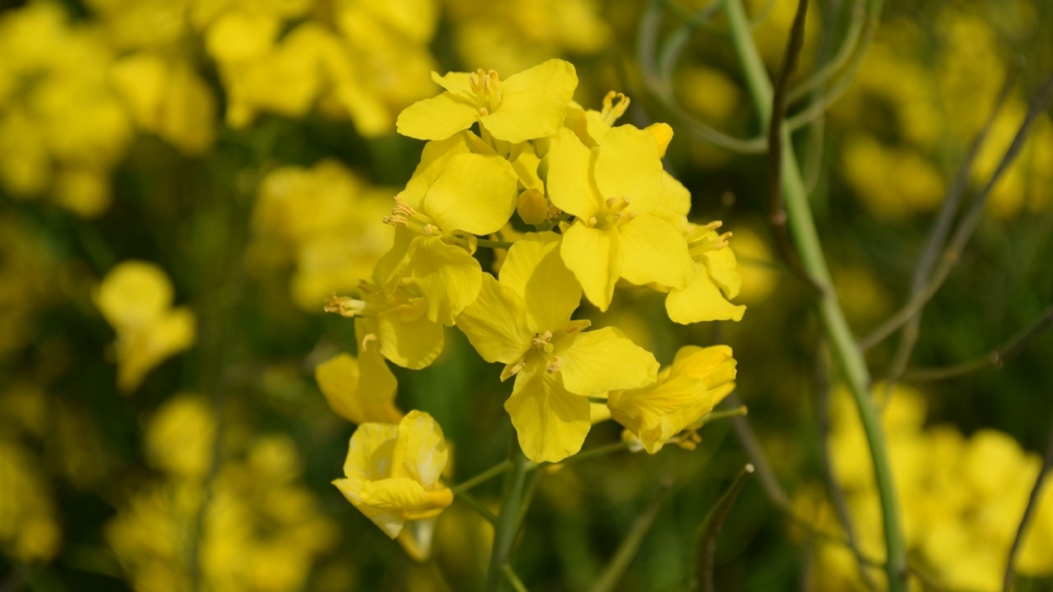 田园风光油菜花自然风光高清桌面壁纸