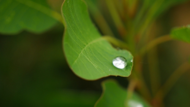 雨水节气大雨的绿叶无水印电脑桌面高清壁纸图片