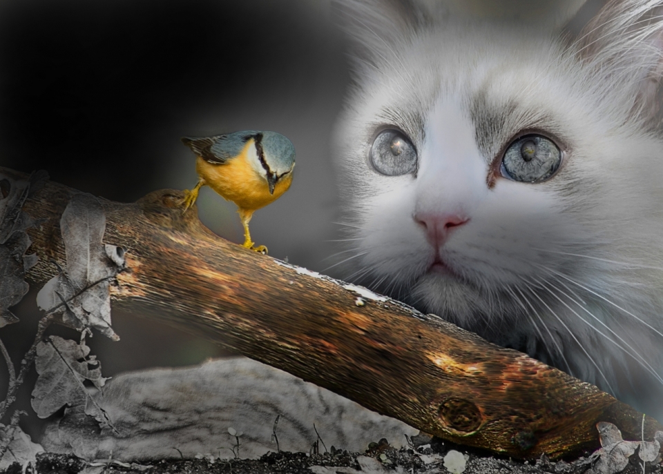 白色猫咪望着树枝上的小鸟