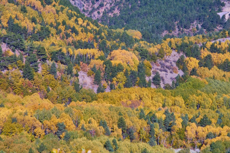 秋天山丘上绿色黄色树木