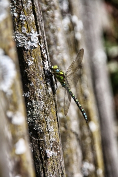 阳光户外自然树木树干蜻蜓昆虫
