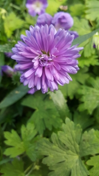 虚化背景户外自然紫色花朵绿色叶子植物