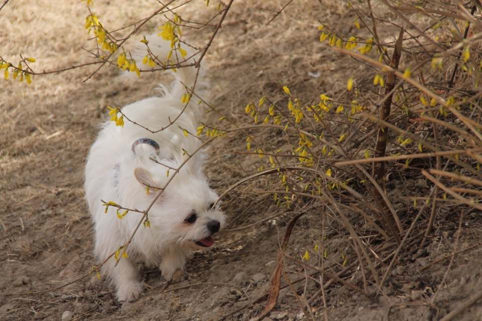 户外自然树木植物间可爱白色宠物狗