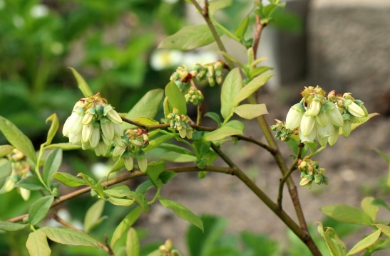 户外自然树木树枝白色花苞绿色叶子