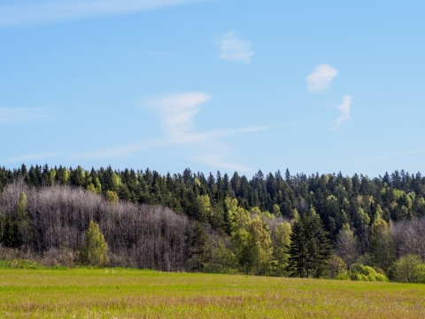 阳光蓝色天空户外自然植物草坪